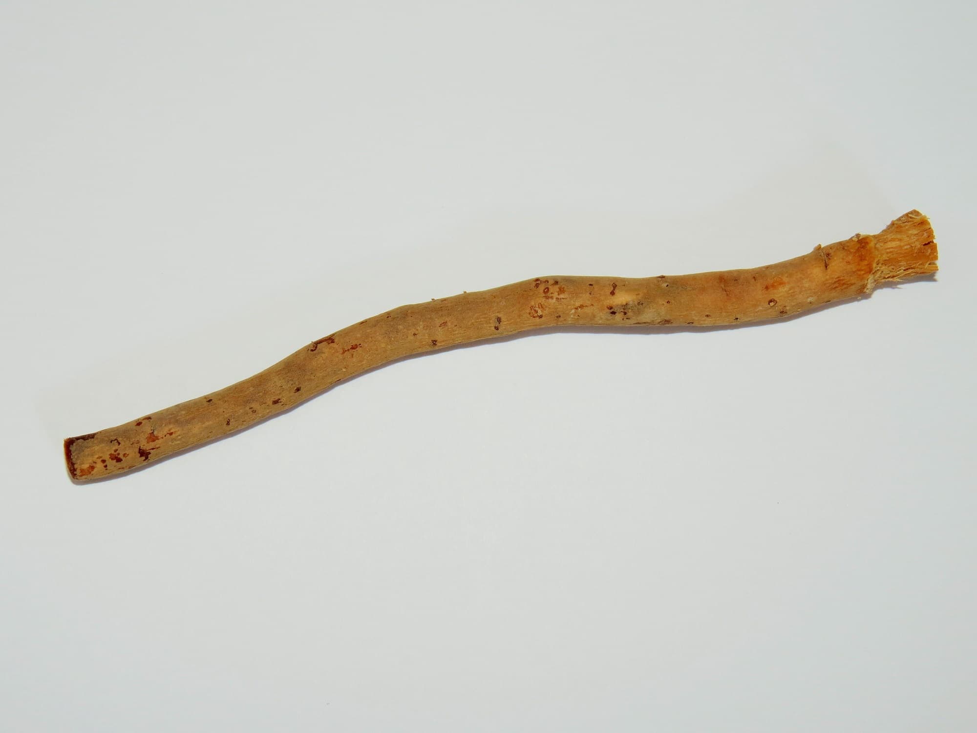 A real miswak chewing stick with a short frayed end where the wood has been chewed into bristles